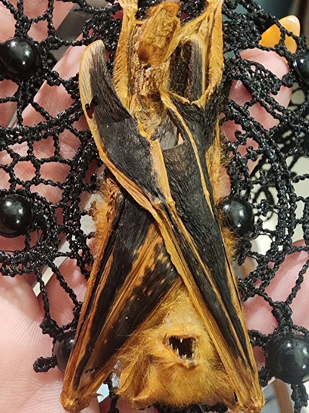 Black Lace Pendant Bat Necklace Taxidermy - Women Jewelry - Picture 2 of 6